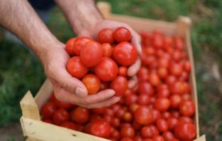 ako podporiť rast paradajok