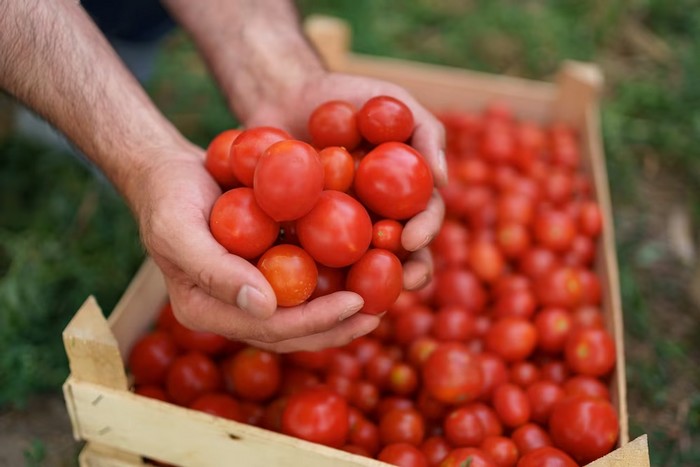 ako podporiť rast paradajok