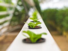 hydroponická záhrada