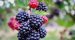 černice 5 chutných receptov