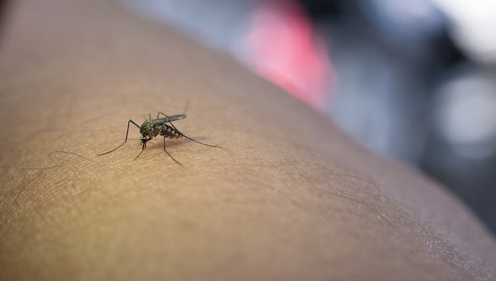 ako sa zbaviť komárov