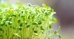 brokolicové klíčky