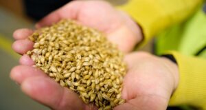 Pivo šetrné k planéte