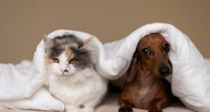 mačka a pes v posteli
