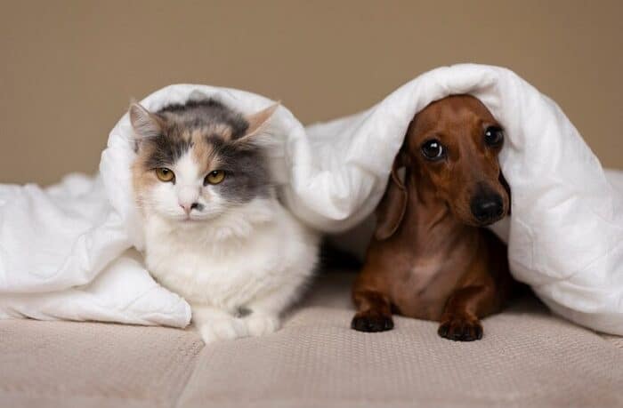 mačka a pes v posteli