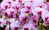 pestovanie orchideí - triky