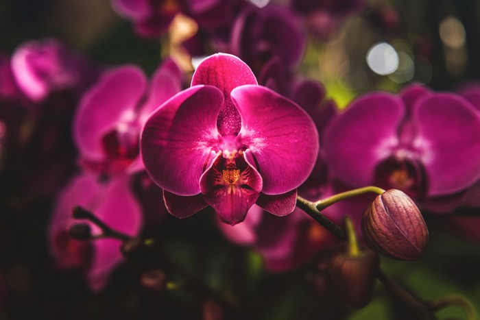 pestovanie orchideí - triky