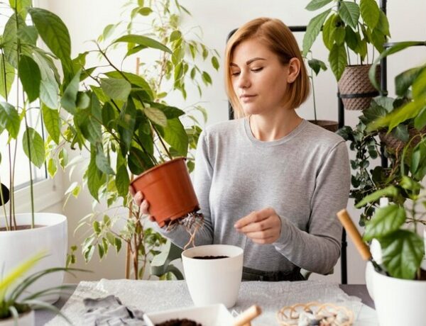 5 izbových rastlín, ktoré vás upokoja, zbavia stresu a zlepšia oddych