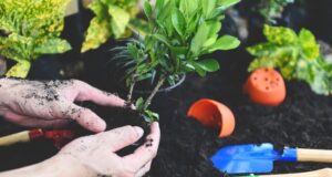 ako-namnozit-rastliny-pomocou-odrezkov