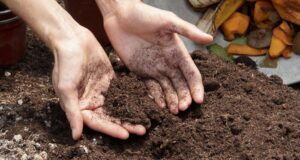 priprava-pody-na-jar-zemina-kompost