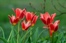 tulipany-ake-cibuloviny-pestovat