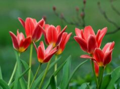 tulipany-ake-cibuloviny-pestovat