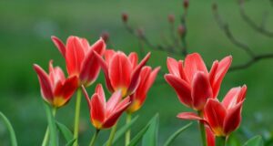 tulipany-ake-cibuloviny-pestovat