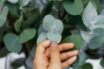 eukalyptus-listy
