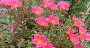 liečivé-buriny-portulaka-zeleninova