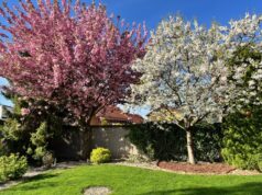 rozkvitnute-stromy-ceresne