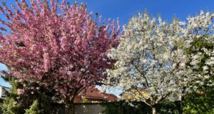 rozkvitnute-stromy-ceresne