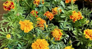 aksamietnica-smradoska-rastlina