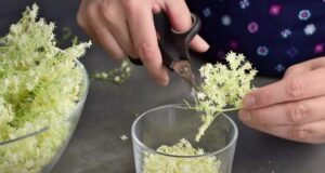 kvitne-baza-cierna-kvety