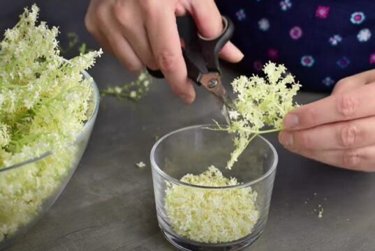 kvitne-baza-cierna-kvety