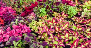 najkrajsie-letnicky-okrasne-listom