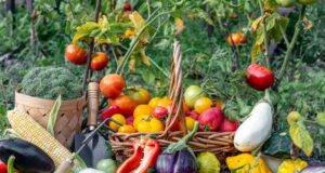 osvedcene-kombinacie-rastlin-zeleniny