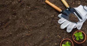 10-tipov-co-sadit-v-juni