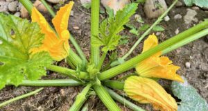 cuketa-kvety-kvitnu-malo-plodov