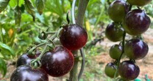 Cierne-paradajky-na-stonke