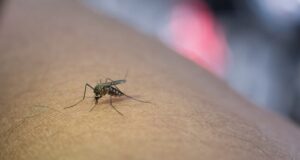 ktore-pachy-odpudzujú-komare