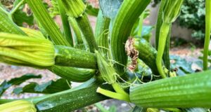 male-cukety-nedorastu