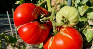 preco-rajciny-praskaju-poradna