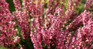 ako-pestovat-vres-prakticke-tipy