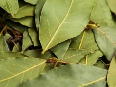 bobkovy-list-pestovanie