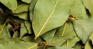 bobkovy-list-pestovanie