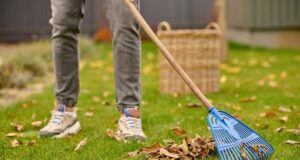 hrabat-opadane-listie