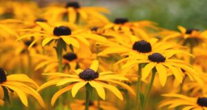 trvalky-rudbekia-rastliny-kvety