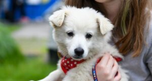 najdite-sa-zvieratko