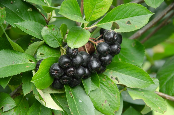 aronia-plody