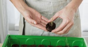 aku-zeleninu-vysievat-v-januari