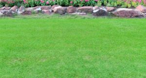 mach-v-travniku-vapnenie