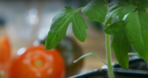 vysievanie-paradajok