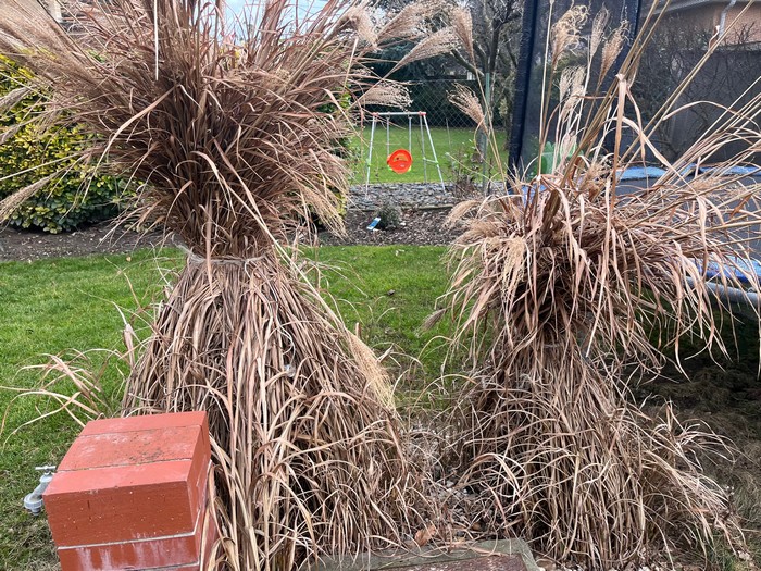 kedy-ako-strihat-okrasnu-travu