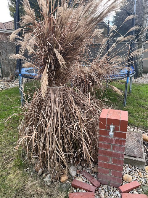 okrasna-trava-po-zime