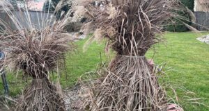 okrasne-travy-strih-jar