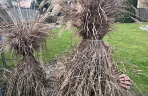 okrasne-travy-strih-jar