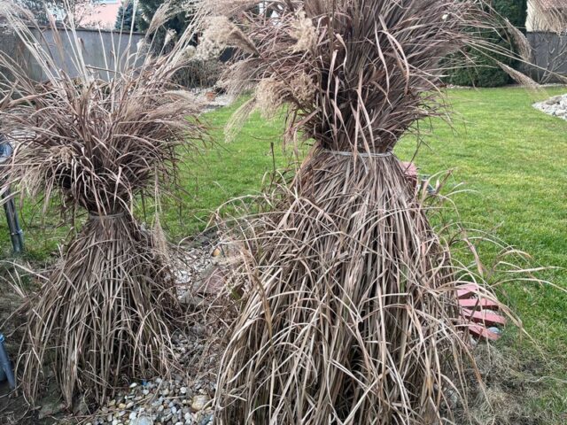 okrasne-travy-strih-jar