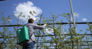 predjarny-postrek-zahrada-muz