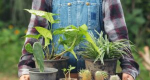 rastliny-pocuju-komunikuju