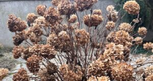 uschnute-hortenzie-strih-predjarny